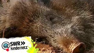 Wildschweine bei OLIs Wilde Welt  SWR Kindernetz [upl. by Stearn]