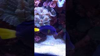 Purple Tang amp Friends Enjoying Their Reef Aquarium marineaquarium fish [upl. by Carlin388]