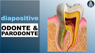 Odonte et parodonte  Anatomie  Prothèse dentaire  Cours  © [upl. by Essyle788]