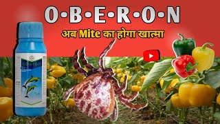 Oberon  Bayer  Red Mites  Yellow Mites  Capsicum  Control Measures [upl. by Anillek]