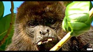 Howler Monkeys  Sandos Playacar Mexico [upl. by Lelia514]