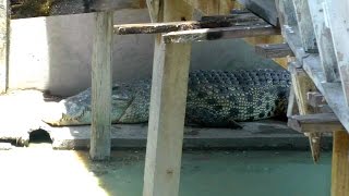 Yai the Worlds Largest Crocodile  Thailand Video [upl. by Eelimaj]