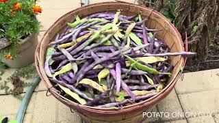 Prepping Beans for Bean Soup [upl. by Gnut786]