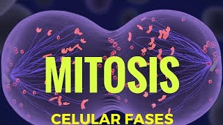 How is Meiosis different than Mitosis [upl. by Naara]