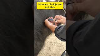 Intramuscular injection in buffalo pyrexia fever buffalo dairyfarming [upl. by Bevon]