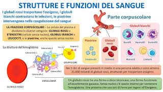 STRUTTURA E FUNZIONE DEL SANGUE [upl. by Baylor]