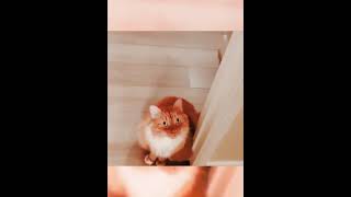 My cat is so cuuuuttttteee 😆😆😆 [upl. by Ondrej]