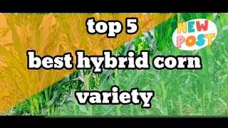 TOP 5 HYBRID CORN VARIETY [upl. by Letizia]