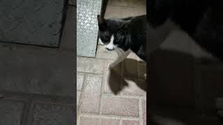 i saw i saw a pusa cat Ep1 2022 [upl. by Doownil]