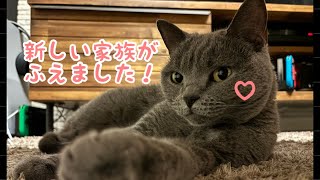 新しい家族がやってきた！【シャルトリューChartreux cat】 [upl. by Anafetse]