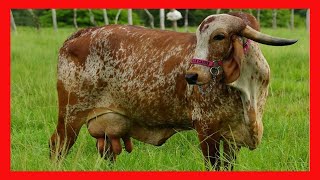 🔴 GIROLANDO LECHERO Y GYR 🏆 HACIENDA VILLA CARMEN ✅ Vacas Lecheras [upl. by Marie-Ann]