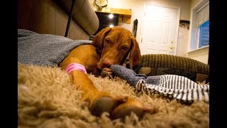 Vizsla Spay Operation and Recovery  Video 90 [upl. by Norven]