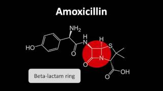 Medicines Safety  CoAmoxiclav Part 1 [upl. by Sac168]