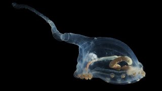 AlienLooking Species Seen For First Time Ever in Oceans Darkest Depths [upl. by Hoy]