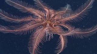 Feather Stars and Sea Lilies [upl. by Normac377]