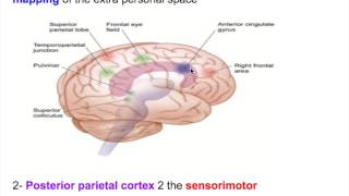 Neglect disorderHemineglect disorderHEMIAGNOSIA [upl. by Cioban]