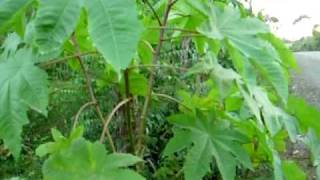 castor bean seedcastor plant  Higuereta Biodiesel [upl. by Arymas358]