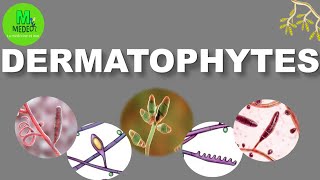 DERMATOPHYTOSES cours de parasitologiemycologie médicale [upl. by Adliw]