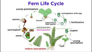 Ferns The Emergence of Roots and Stems [upl. by Oaoj304]