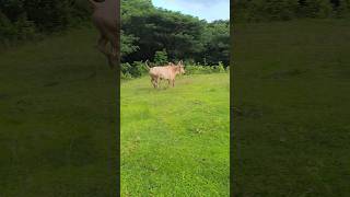 নন্দী বাবাখাওয়ার জন্য জঙ্গল থেকে বেরিয়েছে আমাকে দেখতে পেয়ে ছুটে পালালোcowshortsyoutubeshorts [upl. by Refinne84]