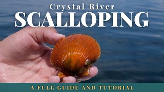 The Ultimate Guide to Crystal River Scalloping [upl. by Annoet]