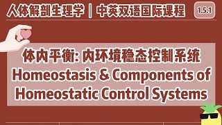 【中英双语国际课人体解剖生理学】体内平衡 内环境稳态控制系统  Homeostasis amp Components of Homeostatic Control Systems [upl. by Cordier]