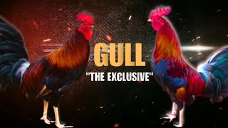 GULL GAMEFOWL HISTORY Fighting Style and History [upl. by Annaed]