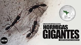 Hormigas GIGANTES que SALTAN   Harpegnathos Venator [upl. by Arhsub]