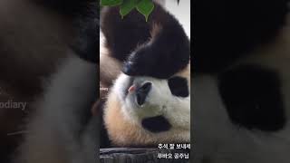 fubao everland 福宝 辉宝睿宝 姜爷爷 panda 에버랜드 푸바오 후이바오 루이바오 강철원사육사 오늘도 사랑해 ❤️ [upl. by Garner117]