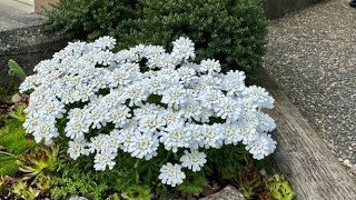 Candytuft Iberis Sempervirens  In Blooms May 2 [upl. by Lekzehcey]