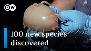 Scientists discover 100 new maritime species off New Zealand  DW News [upl. by Nuahsor]