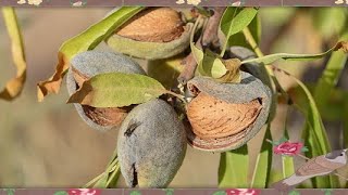 COMMENT SEMER DES AMANDES 🌸 faire pousser un amandier [upl. by Jocko]