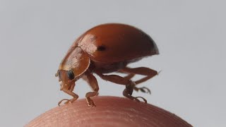 A large Ladybird beetle  Coccinellidae [upl. by Ahseel]