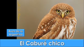 CABURÉ CHICO Ferruginous Pygmy Owl Glaucidium brasilianum Aves de la Argentina [upl. by Tigirb]