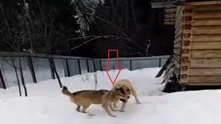 Livestock guardian dog destroys a wolf [upl. by Leanne]