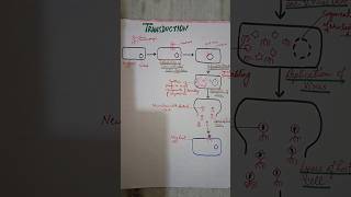 Biotechnology  transduction  6sem video shorts youtubeshorts youtube biotechnology [upl. by Edrick]