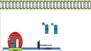 Gentamicin Mechanism of Action [upl. by Fillander]