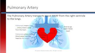 Phlebotomy Lesson 23 Cardiac Vessels [upl. by Abeh]