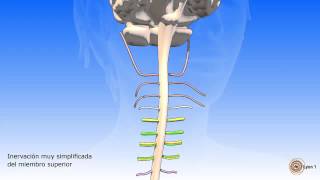 La médula espinal y los nervios raquídeos [upl. by Uela]