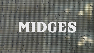 Midges  What are they [upl. by Weinert]