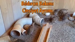 Bıldırcın bakımı ve cinsiyet ayrımı [upl. by Nwahs887]