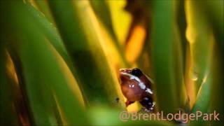 Male Phantasmal Poison Arrow Frog  Calling [upl. by Niamart]