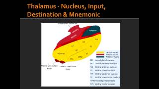 Thalamus  Nucleus Input Destination amp Mnemonic [upl. by Nickolaus]