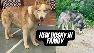 New massive size husky in familydaily vlog 🙏🏻 [upl. by Yllek13]