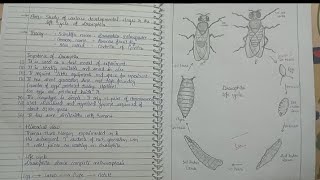 Developmental stages in the life cycle of Drosophila melanogaster bsc 2nd semdu [upl. by Lohman93]