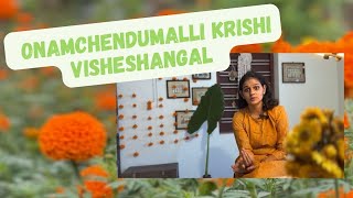 Onamchendumalli krishi visheshangal  Chendumalli Krishi Malayalam [upl. by Garik]