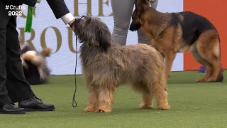 Best of Breed Pastoral GroupCATALAN SHEEPDOG20172022 [upl. by Ulane264]