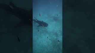 WHALE SHARK SNORKELING  HANIFARU BAY MALDIVES [upl. by Oiraved259]