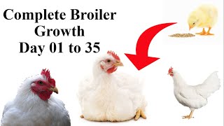 Complete PROCESS Of BROILER Chicken GROWTH From DAY 1 TO DAY 35  Poultry Farming In Pakistan [upl. by Yetta407]