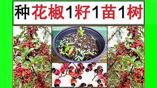 【花椒】播种：1籽1苗1树Sowing Sichuanpepper [upl. by Haididej]